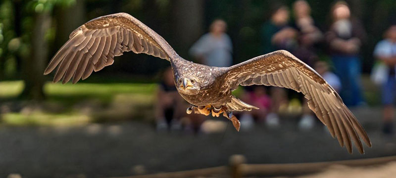 Foto: R. Lembcke, Wildpark Schwarze Berge