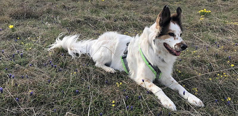 Foto: © VIER PFOTEN