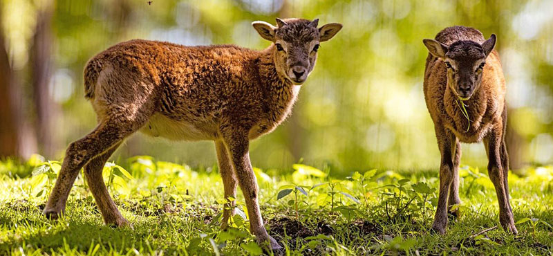 Foto: Wildpark Schwarze Berge