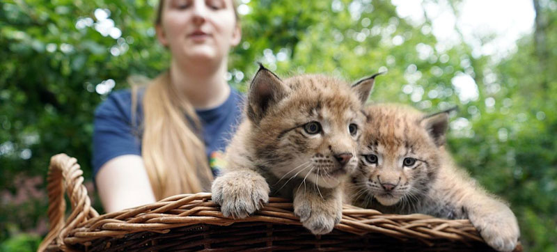 Foto: Wildpark Schwarze Berge