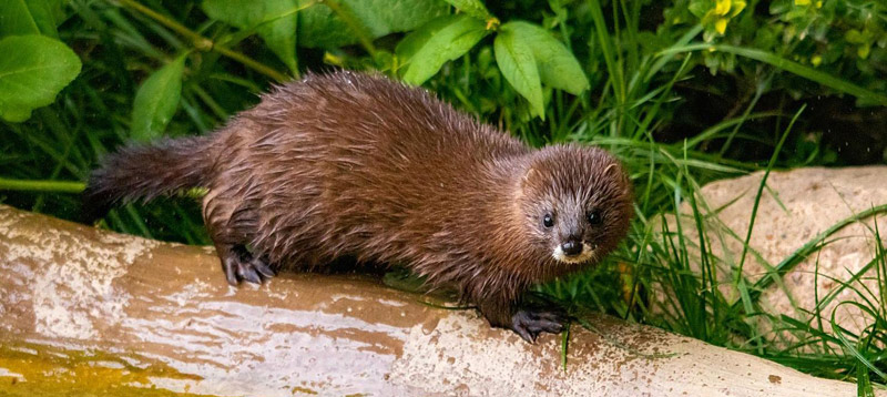 Foto: Wildpark Schwarze Berge