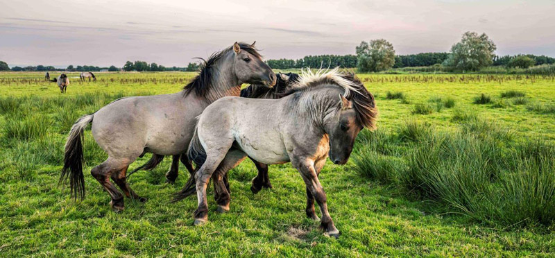 Foto: Markus Tiemann