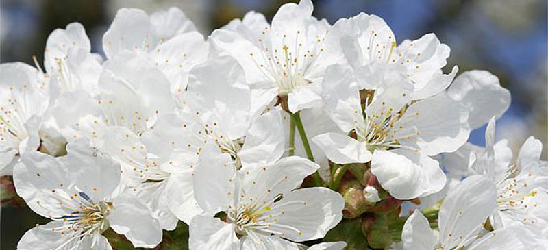 „Weiße Weihnacht“ der anderen Art