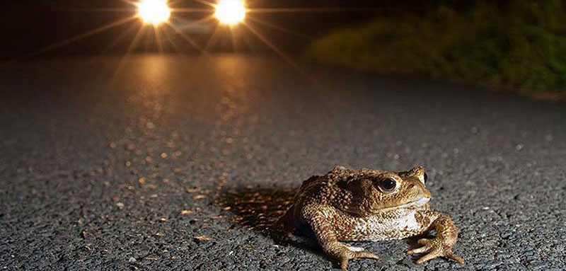 Foto: NABU/Jonathan Fieber