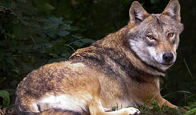 Nachtgeflüster im Wildpark