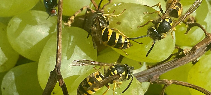 Wespen vertreiben, so geht’s tierfreundlich